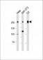 FLNA Antibody